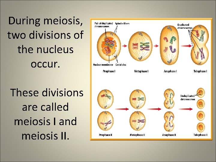 During meiosis, two divisions of the nucleus occur. These divisions are called meiosis I