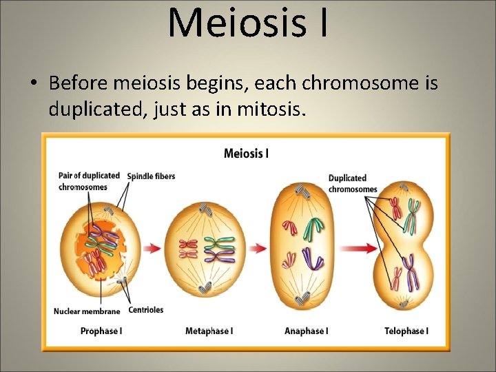 Meiosis I • Before meiosis begins, each chromosome is duplicated, just as in mitosis.