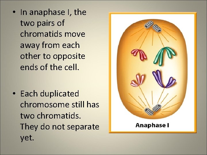  • In anaphase I, the two pairs of chromatids move away from each