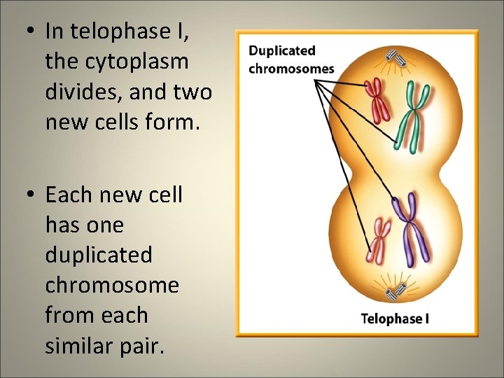  • In telophase I, the cytoplasm divides, and two new cells form. •