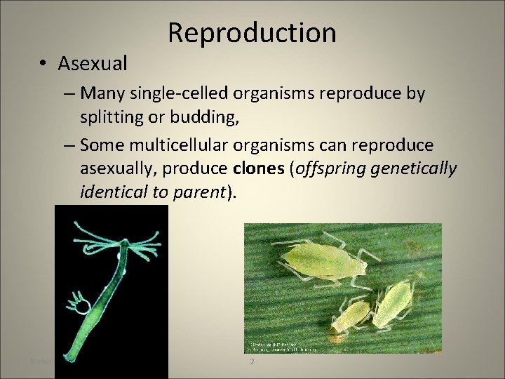  • Asexual Reproduction – Many single-celled organisms reproduce by splitting or budding, –