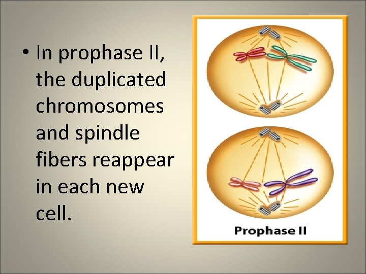  • In prophase II, the duplicated chromosomes and spindle fibers reappear in each