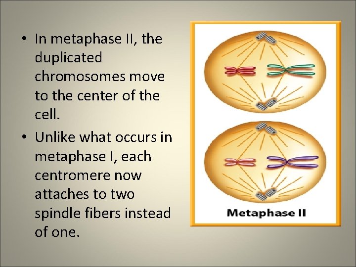  • In metaphase II, the duplicated chromosomes move to the center of the