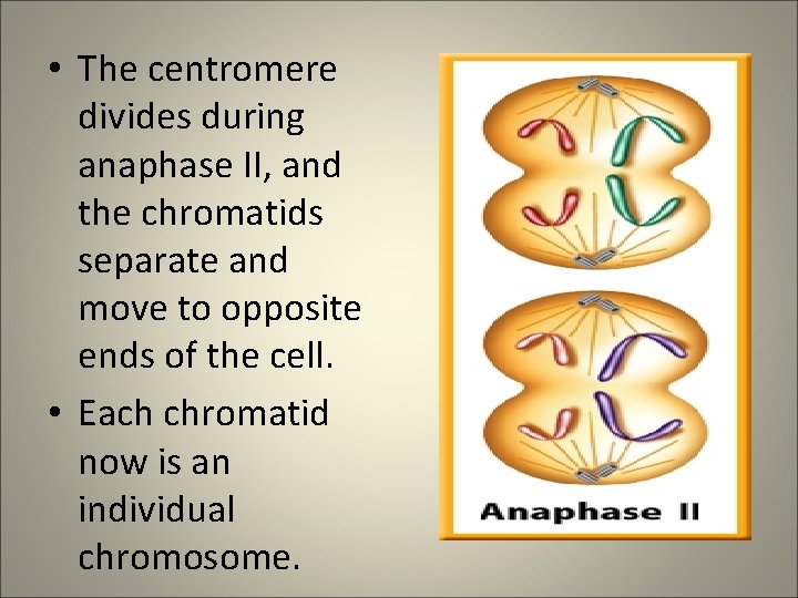  • The centromere divides during anaphase II, and the chromatids separate and move
