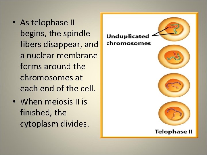  • As telophase II begins, the spindle fibers disappear, and a nuclear membrane