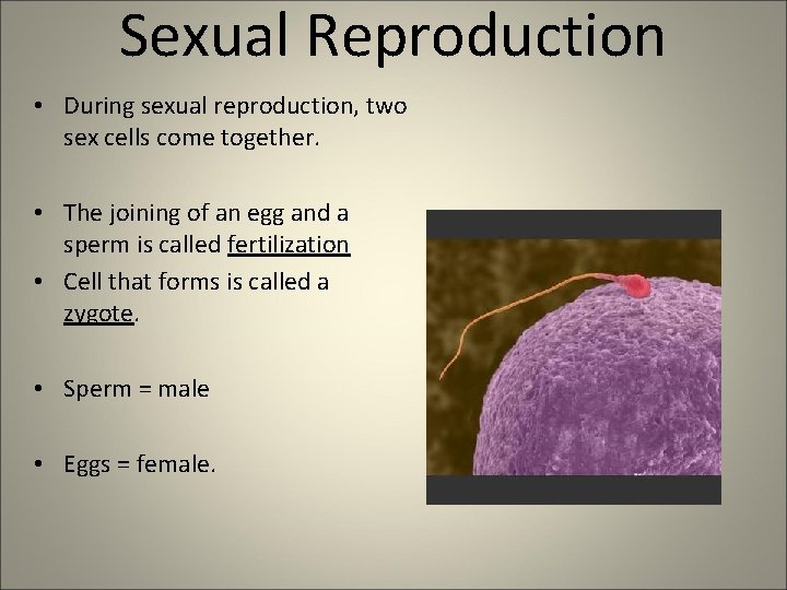 Sexual Reproduction • During sexual reproduction, two sex cells come together. • The joining