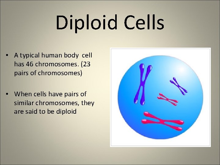 Diploid Cells • A typical human body cell has 46 chromosomes. (23 pairs of