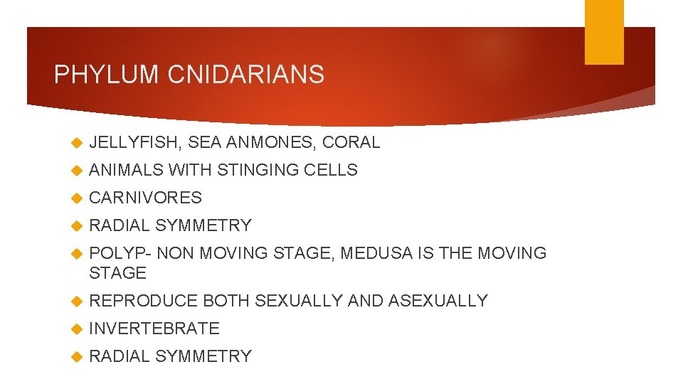 PHYLUM CNIDARIANS JELLYFISH, SEA ANMONES, CORAL ANIMALS WITH STINGING CELLS CARNIVORES RADIAL SYMMETRY POLYP-