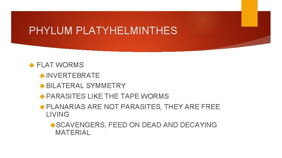 PHYLUM PLATYHELMINTHES FLAT WORMS INVERTEBRATE BILATERAL SYMMETRY PARASITES LIKE THE TAPE WORMS PLANARIAS ARE