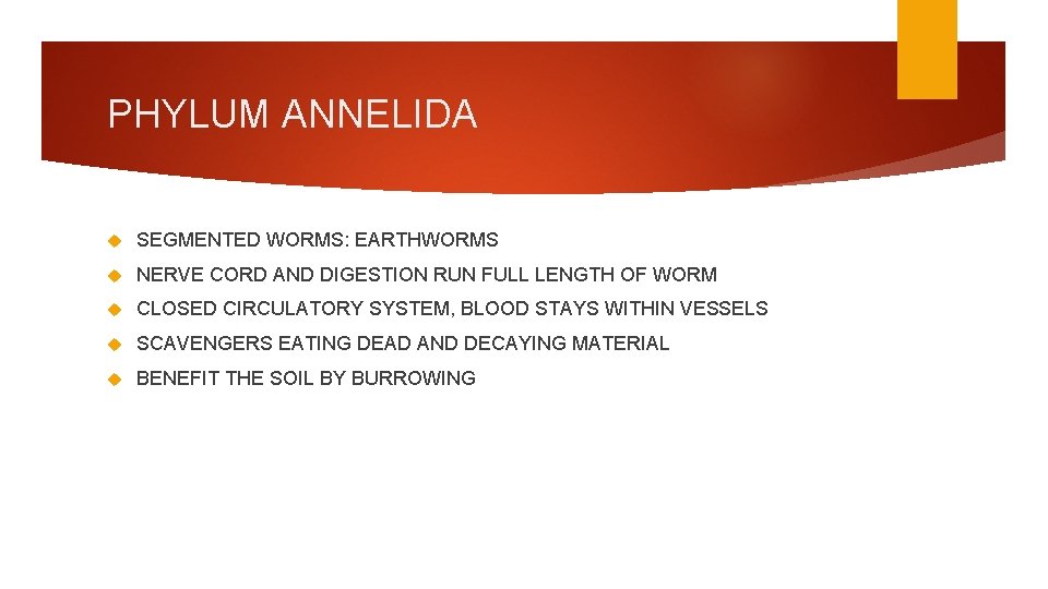 PHYLUM ANNELIDA SEGMENTED WORMS: EARTHWORMS NERVE CORD AND DIGESTION RUN FULL LENGTH OF WORM