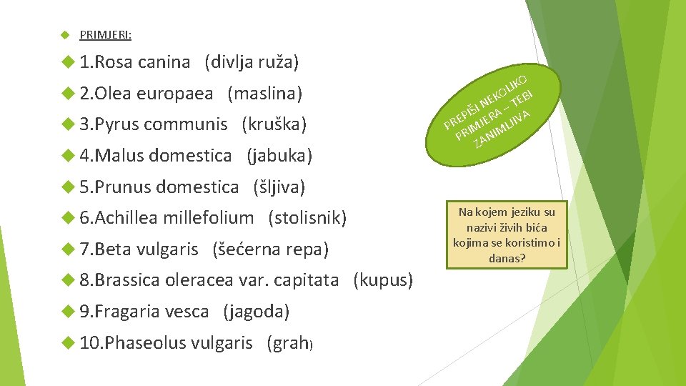  PRIMJERI: 1. Rosa canina (divlja ruža) 2. Olea europaea (maslina) 3. Pyrus communis