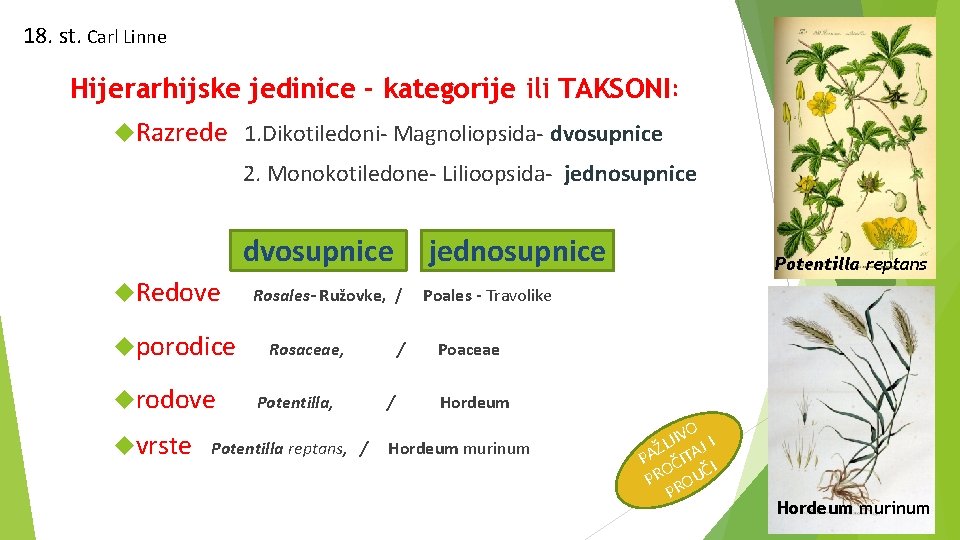 18. st. Carl Linne Hijerarhijske jedinice - kategorije ili TAKSONI: Razrede 1. Dikotiledoni- Magnoliopsida-