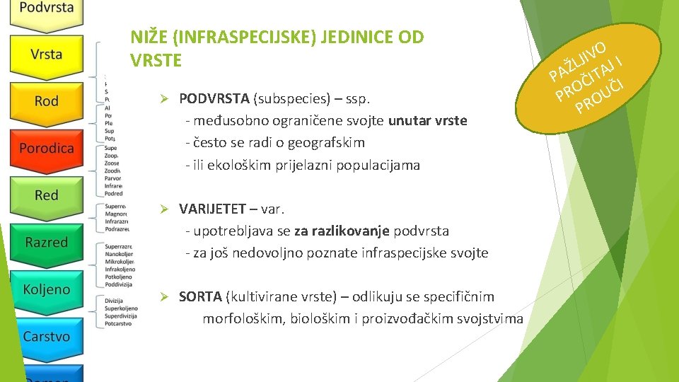 NIŽE (INFRASPECIJSKE) JEDINICE OD VRSTE Ø PODVRSTA (subspecies) – ssp. - međusobno ograničene svojte