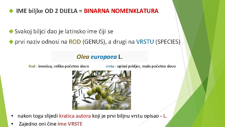  IME biljke OD 2 DIJELA = BINARNA NOMENKLATURA Svakoj biljci dao je latinsko