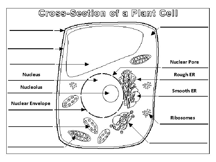 Nuclear Pore Nucleus Nucleolus Rough ER Smooth ER Nuclear Envelope Ribosomes 