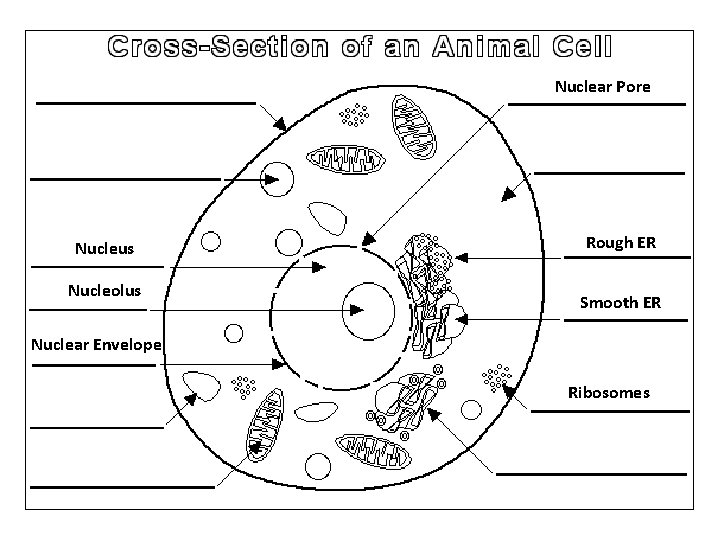 Nuclear Pore Nucleus Nucleolus Rough ER Smooth ER Nuclear Envelope Ribosomes 