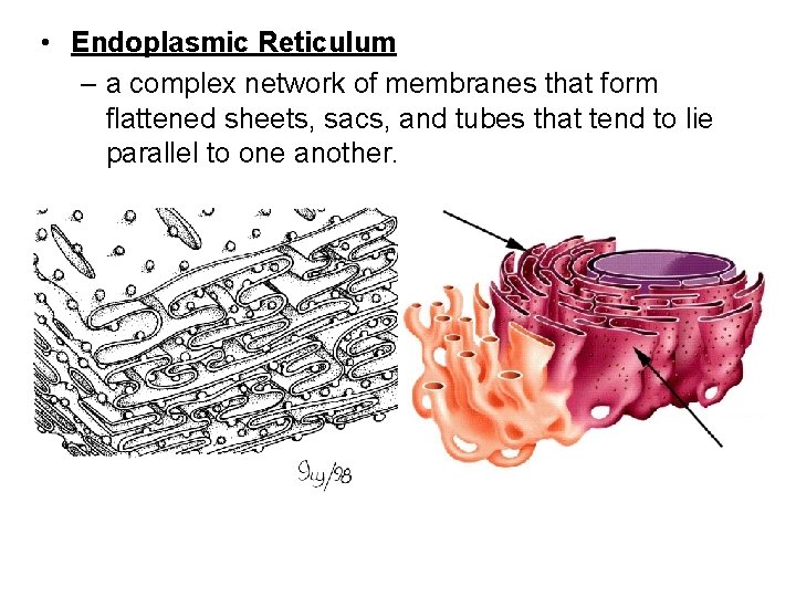  • Endoplasmic Reticulum – a complex network of membranes that form flattened sheets,