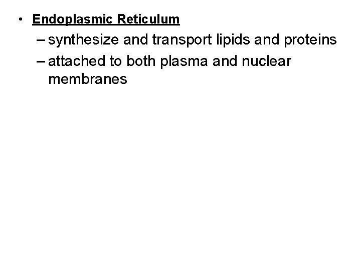  • Endoplasmic Reticulum – synthesize and transport lipids and proteins – attached to