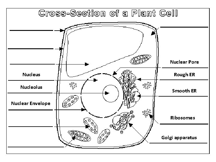 Nuclear Pore Nucleus Nucleolus Rough ER Smooth ER Nuclear Envelope Ribosomes Golgi apparatus 