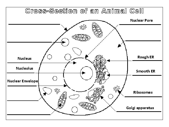 Nuclear Pore Nucleus Nucleolus Rough ER Smooth ER Nuclear Envelope Ribosomes Golgi apparatus 
