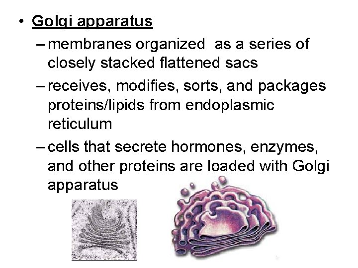  • Golgi apparatus – membranes organized as a series of closely stacked flattened