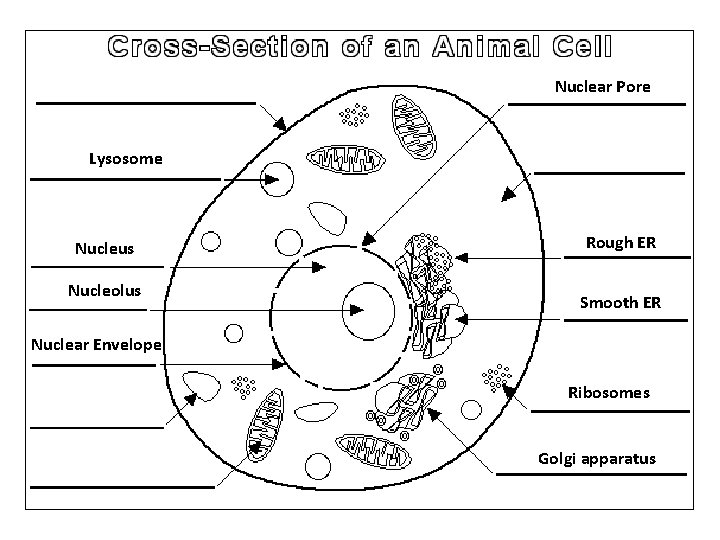 Nuclear Pore Lysosome Nucleus Nucleolus Rough ER Smooth ER Nuclear Envelope Ribosomes Golgi apparatus