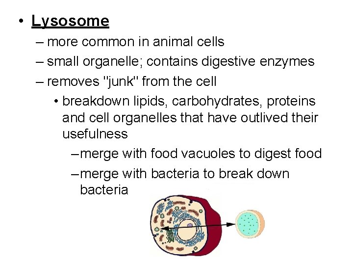  • Lysosome – more common in animal cells – small organelle; contains digestive