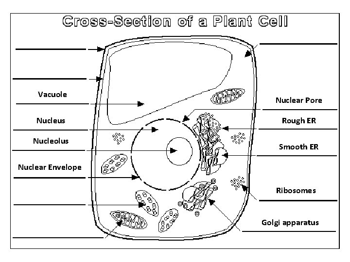 Vacuole Nucleus Nucleolus Nuclear Pore Rough ER Smooth ER Nuclear Envelope Ribosomes Golgi apparatus