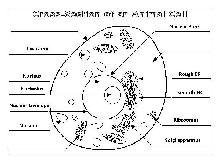 Nuclear Pore Lysosome Nucleus Nucleolus Rough ER Smooth ER Nuclear Envelope Vacuole Ribosomes Golgi