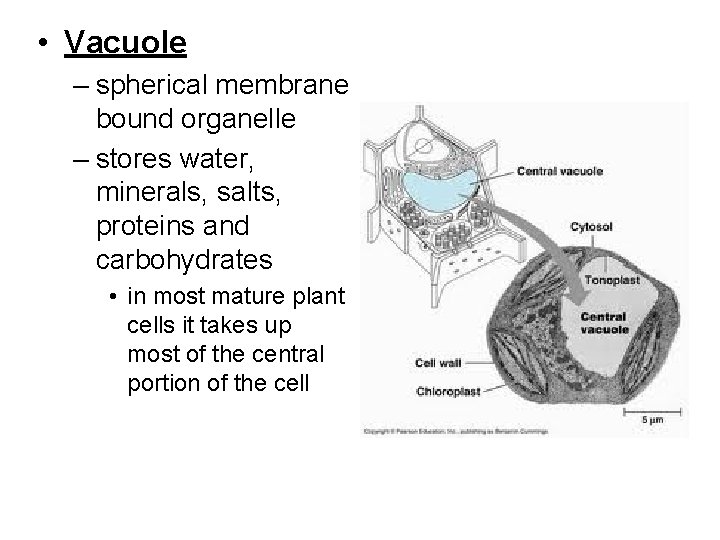  • Vacuole – spherical membrane bound organelle – stores water, minerals, salts, proteins