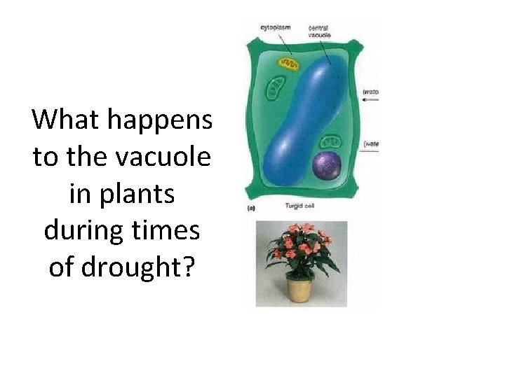 What happens to the vacuole in plants during times of drought? 