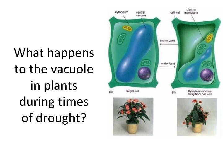 What happens to the vacuole in plants during times of drought? 
