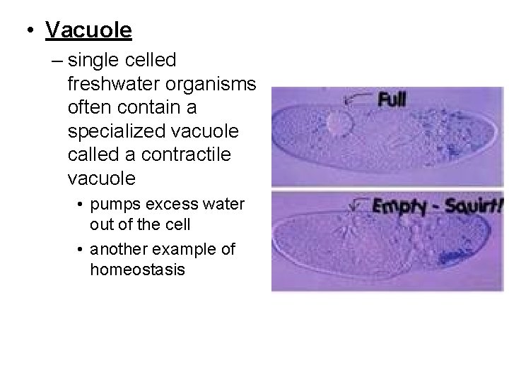  • Vacuole – single celled freshwater organisms often contain a specialized vacuole called
