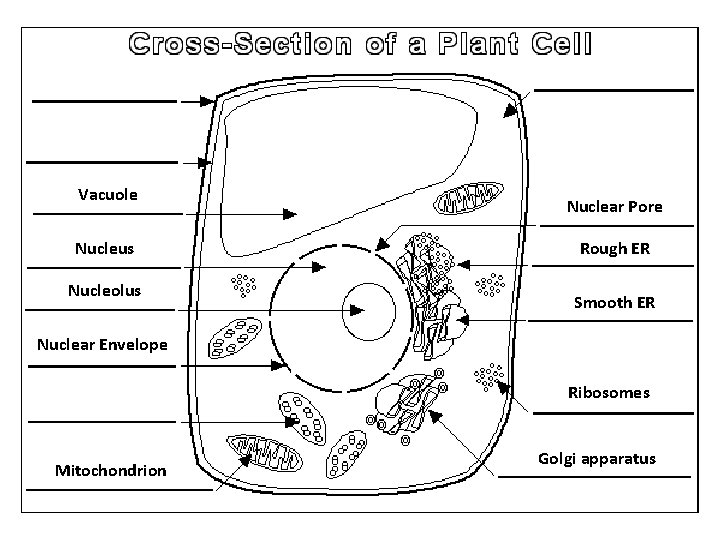 Vacuole Nucleus Nucleolus Nuclear Pore Rough ER Smooth ER Nuclear Envelope Ribosomes Mitochondrion Golgi