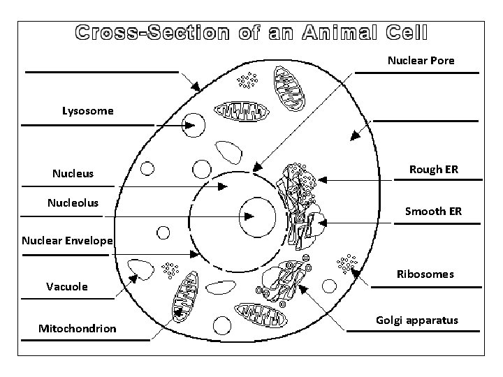 Nuclear Pore Lysosome Nucleus Nucleolus Rough ER Smooth ER Nuclear Envelope Vacuole Mitochondrion Ribosomes