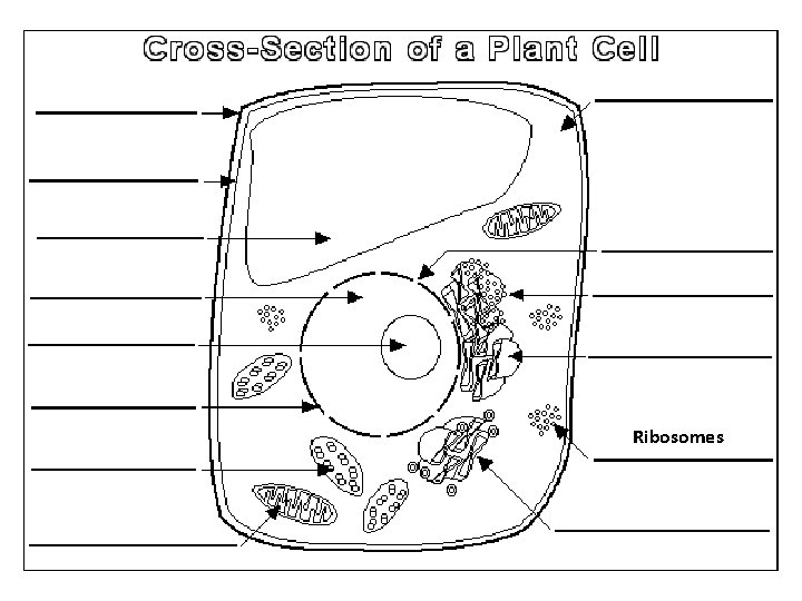 Ribosomes 