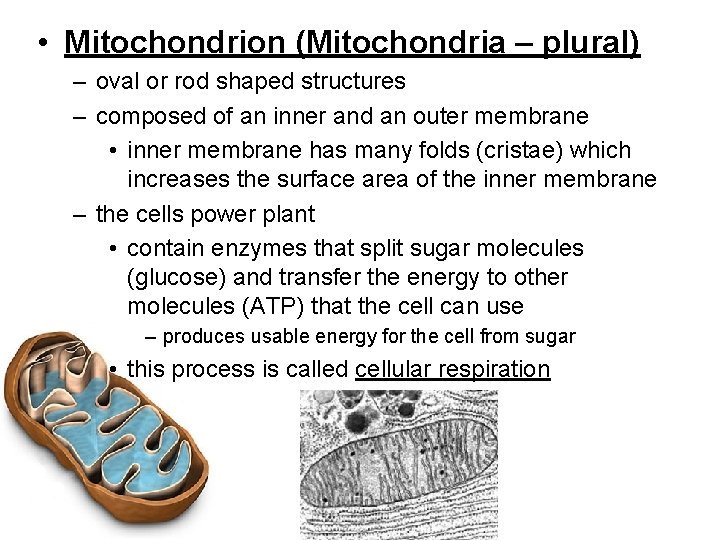  • Mitochondrion (Mitochondria – plural) – oval or rod shaped structures – composed