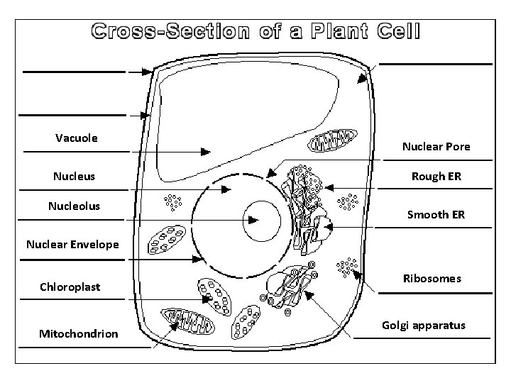 Vacuole Nucleus Nucleolus Nuclear Pore Rough ER Smooth ER Nuclear Envelope Chloroplast Mitochondrion Ribosomes