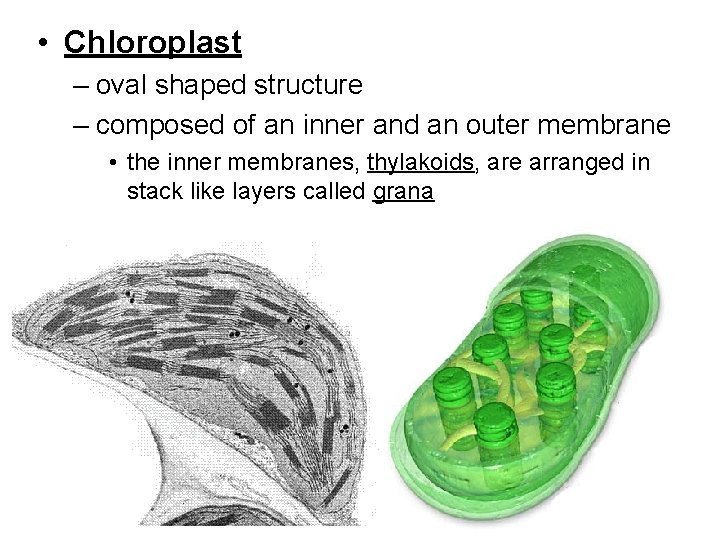  • Chloroplast – oval shaped structure – composed of an inner and an