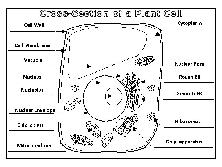 Cell Wall Cytoplasm Cell Membrane Vacuole Nucleus Nucleolus Nuclear Pore Rough ER Smooth ER