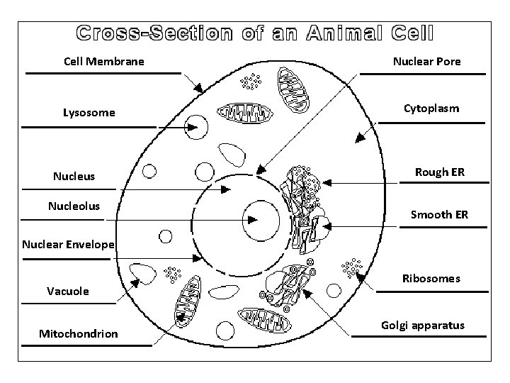 Cell Membrane Lysosome Nucleus Nucleolus Nuclear Pore Cytoplasm Rough ER Smooth ER Nuclear Envelope