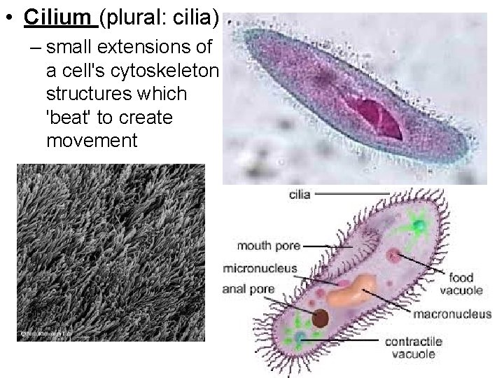  • Cilium (plural: cilia) – small extensions of a cell's cytoskeleton structures which