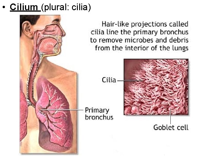  • Cilium (plural: cilia) 