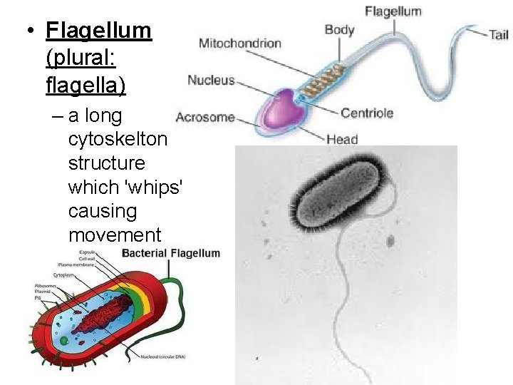  • Flagellum (plural: flagella) – a long cytoskelton structure which 'whips' causing movement