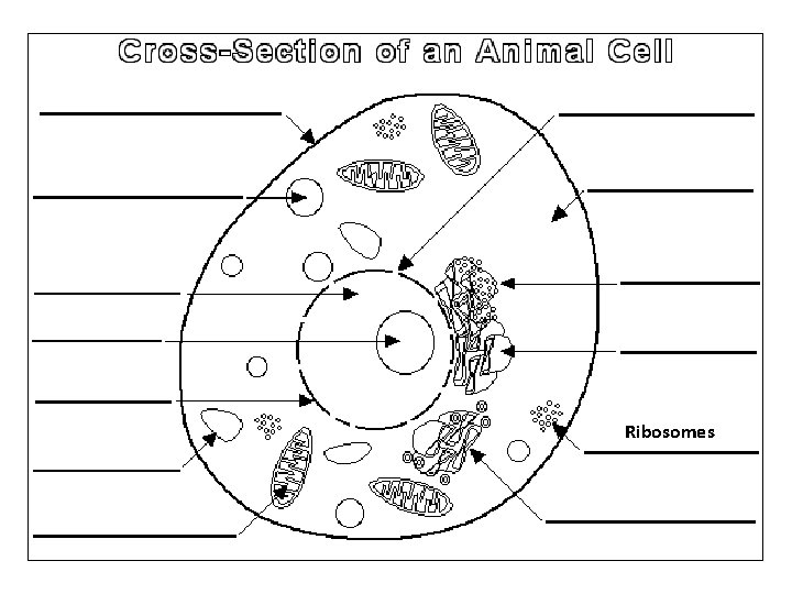 Ribosomes 