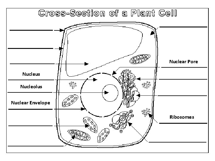 Nuclear Pore Nucleus Nucleolus Nuclear Envelope Ribosomes 