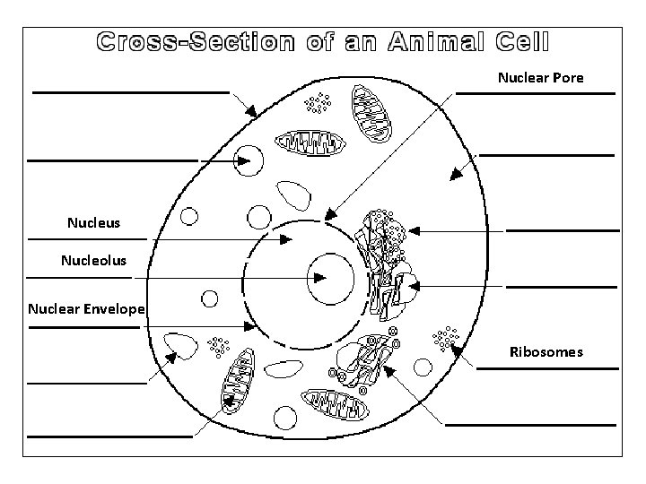 Nuclear Pore Nucleus Nucleolus Nuclear Envelope Ribosomes 