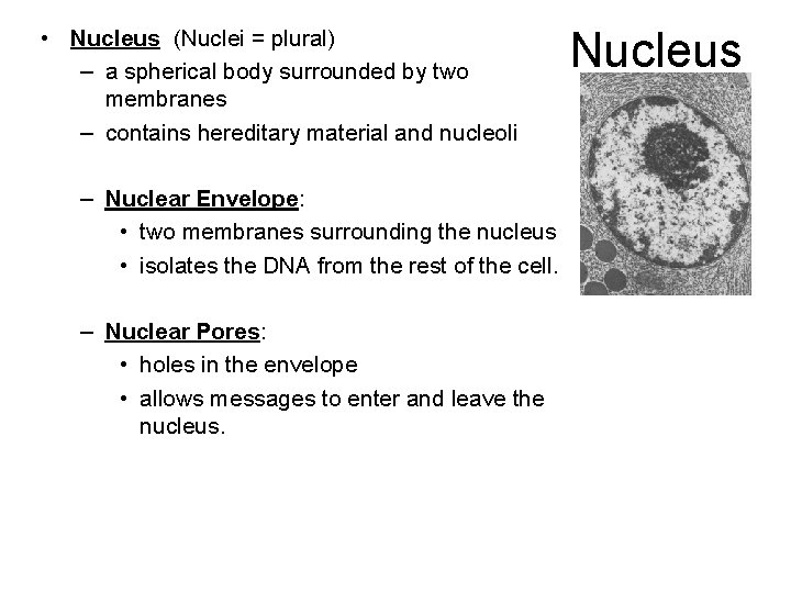  • Nucleus (Nuclei = plural) – a spherical body surrounded by two membranes