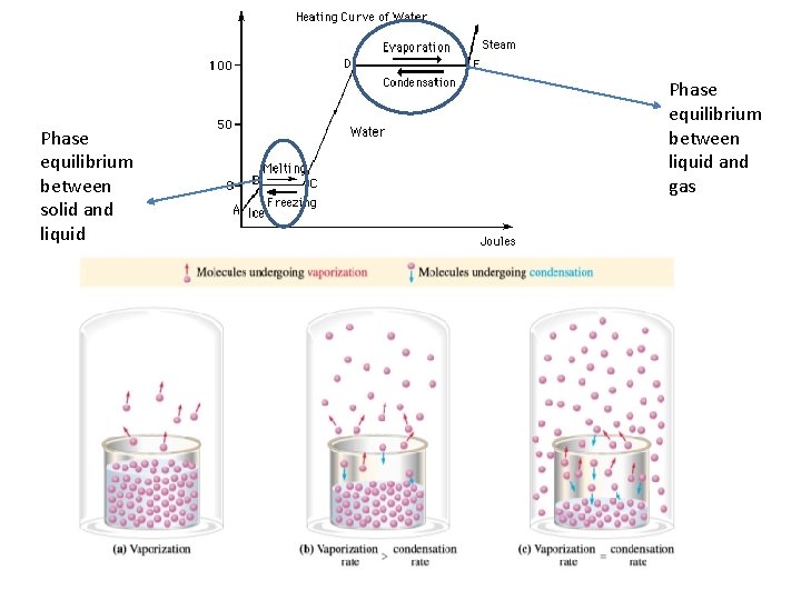 Phase equilibrium between solid and liquid Phase equilibrium between liquid and gas 