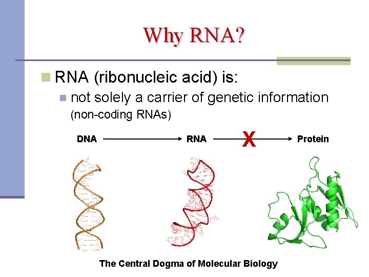 Why RNA? n RNA (ribonucleic acid) is: n not solely a carrier of genetic